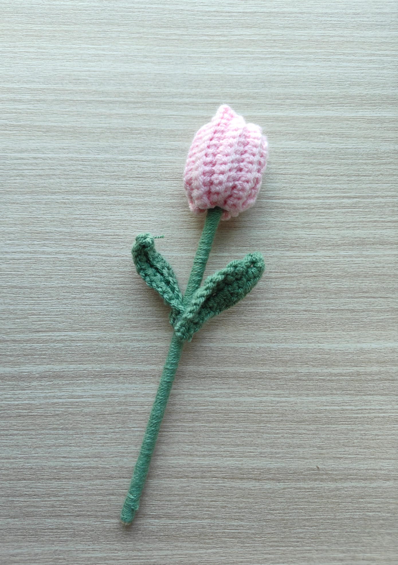 Tulip🌷